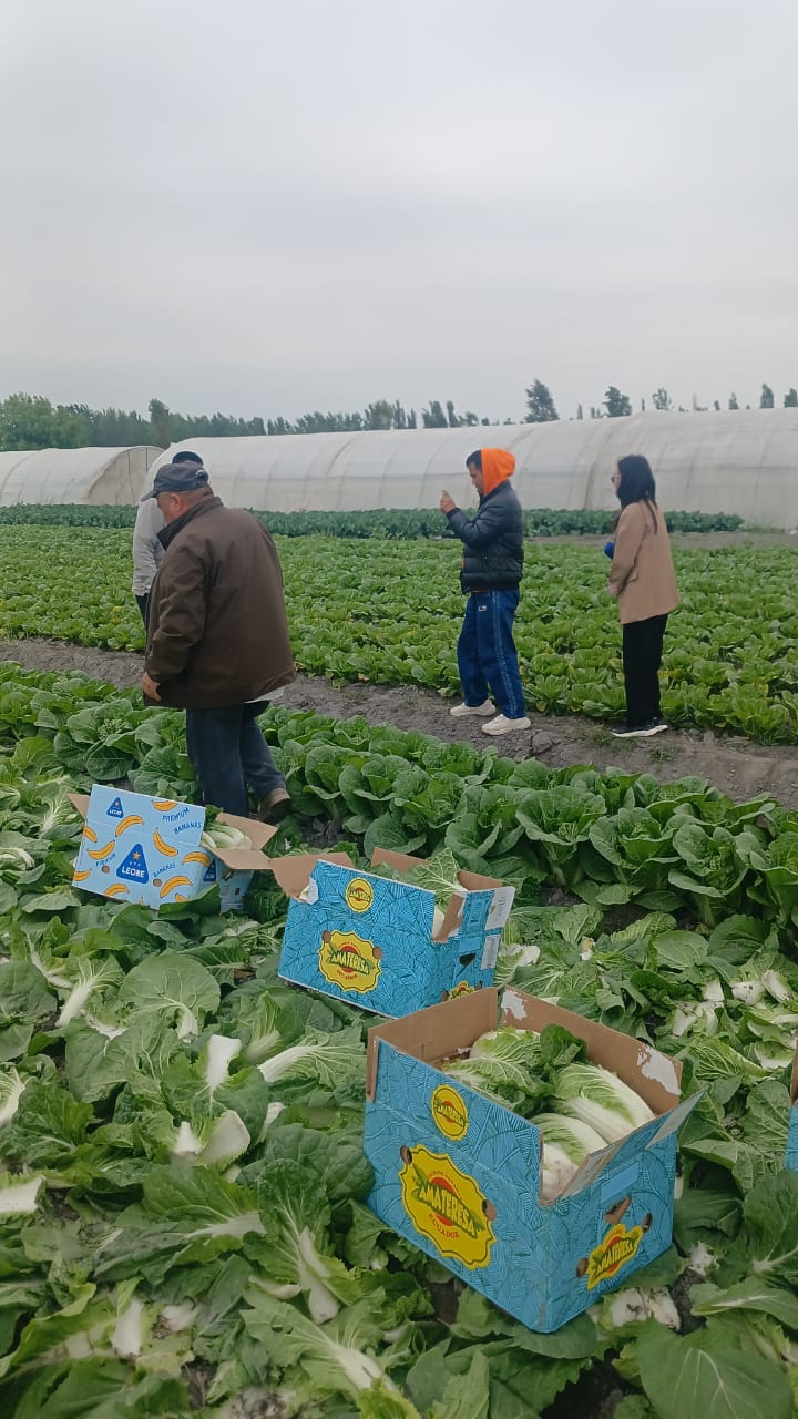 Араванда капуста бышып, сатыкка чыкты